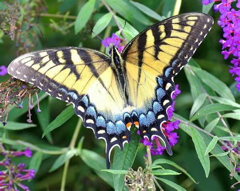 Butterfly Wildlife Wild Animals