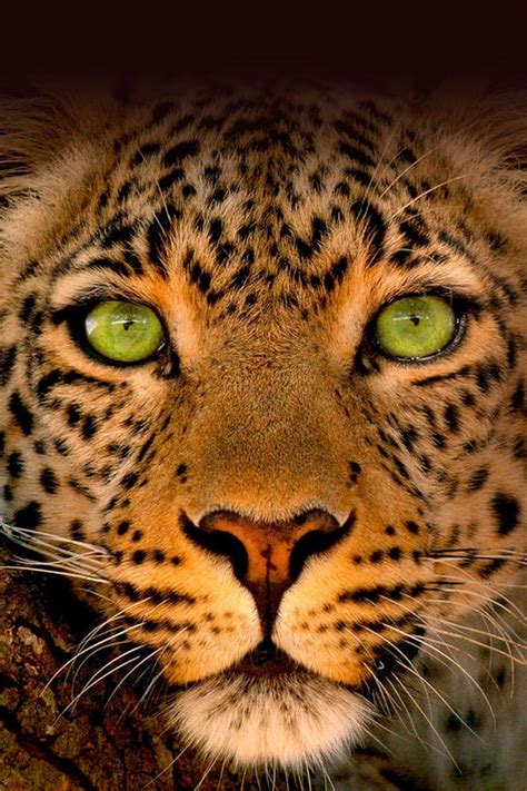 Jade Eyed Leopard 2020 Digital Art By Geek N Rock Fine Art America