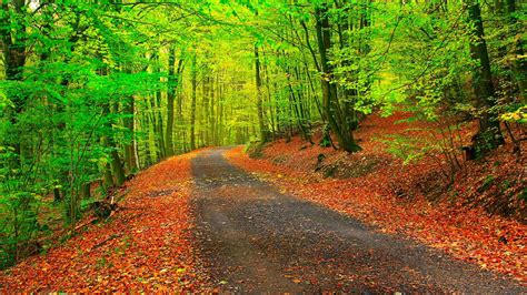 Autumn Fall Landscape Nature Tree Forest Leaf Leaves Path