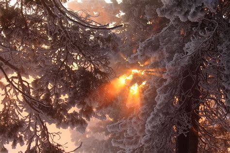 Wallpaper Sunlight Trees Forest Nature Reflection Snow Branch