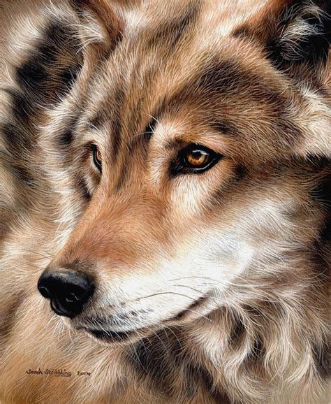 Grey Wolf Painting By Sarah Stribbling Pixels