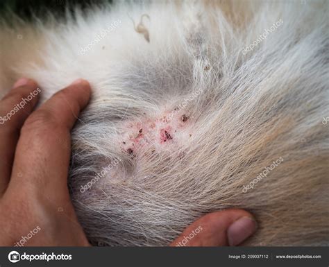 Closeup Disease Dog Skin Dermatitis Dog Skin Laminate Dog Hair — Stock