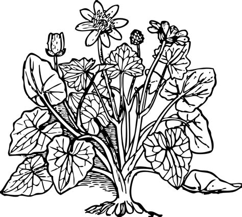 Plant Coloring Page - Coloring Home