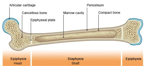 Parts of long bone (applies to other bones too). Medical Pictures Info - Cancellous Bone