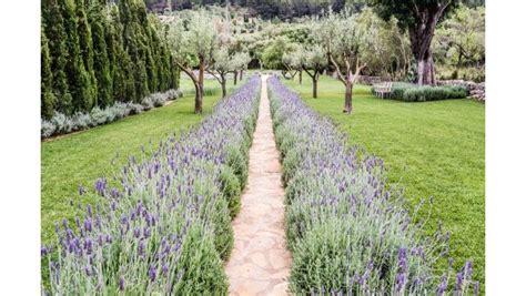 Lavender hedges are easy to grow but must be planted in dry to get the best effect from lavender and create a seamless edge or hedge you want to space the lavender angustifolia, also referred to as english lavender, true lavender, common lavender. Lavender Hedge - CoMo Bungalow