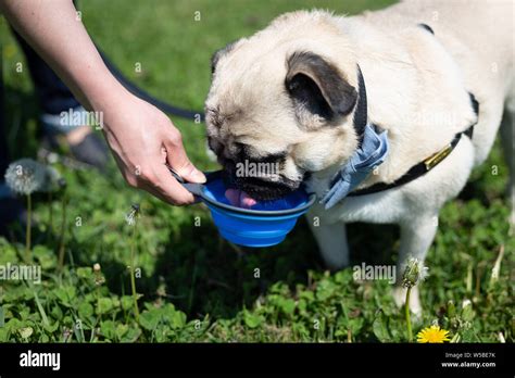 Pug Dog Enjoying Summer Stock Photo Alamy