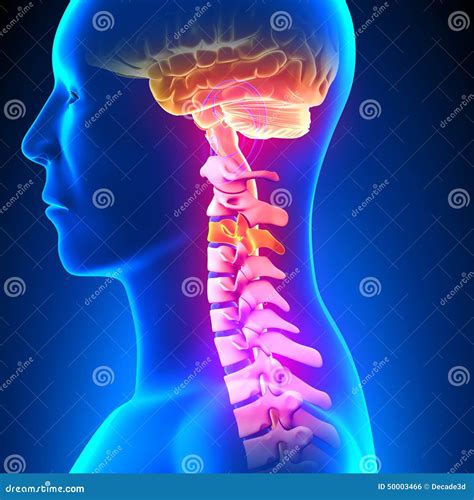 C3 Disc Cervical Spine Stock Illustration Illustration Of Pain