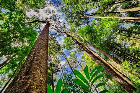 The amazon rainforest plays a vital role in sustaining life on the planet. No alle miniere, la foresta amazzonica è salva | LifeGate
