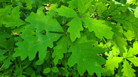 White Oak Tree A Complete Guide To What You Need To Know Growit Buildit
