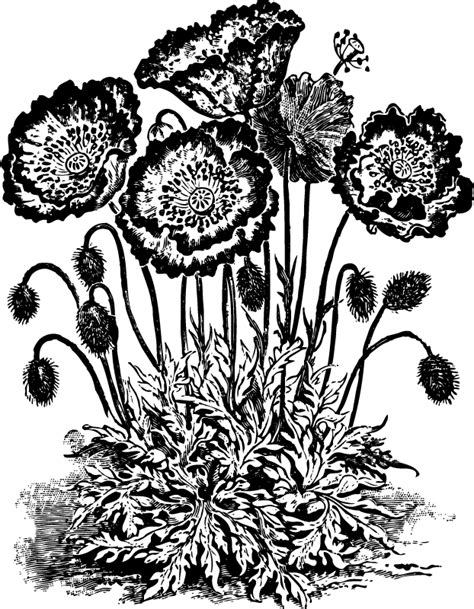 Customize your black and white flower print with hundreds of different frames and mats, if desired. Flower Clipart Black And White - Clipartion.com