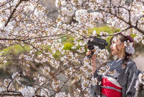 Japans Cherry Blossom Viewing Parties — The History Of Chasing The