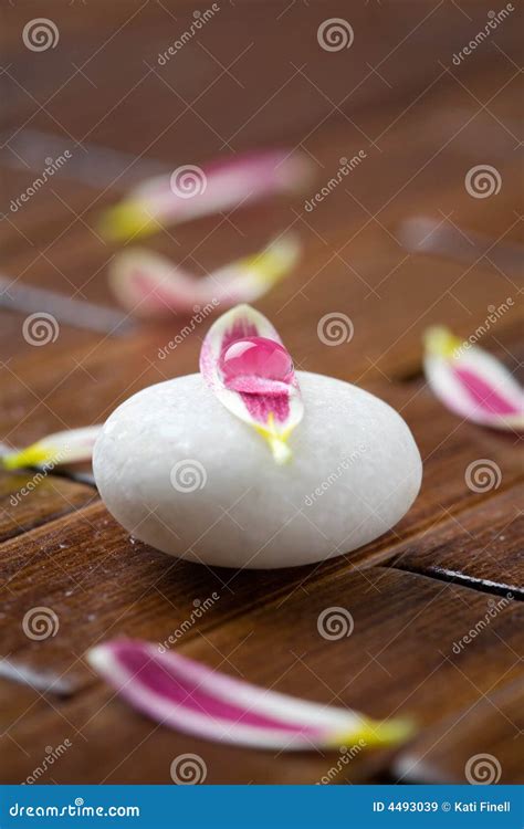 Stone With Flower Petals Royalty Free Stock Images Image 4493039