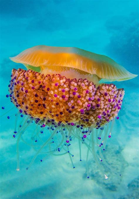 Jellyfish on the canadian west and east coasts are: Fried Egg Jellyfish by Víctor Huertas | Naturaleza, Zoo