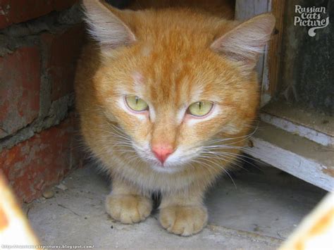 The pictures have gone viral on social media, collecting thousands of 'likes' and amused comments. Yellow-Eyed Red Mackerel Tabby Insolent Cat — Russian Cats ...