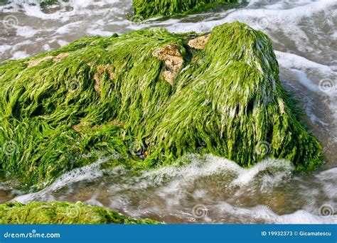 Marine Algae Brown Algae Sphacelaria Cirrosa Undersea Aegean Sea