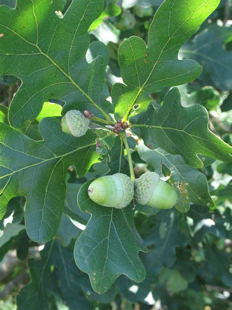 Quercus Robur Fastigiata Koster Hrast Lužnjak Fastigiata Koster