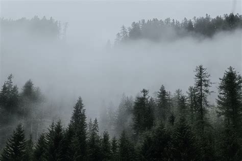 Foto De Stock Gratuita Sobre Arboles Bosque Con Neblina