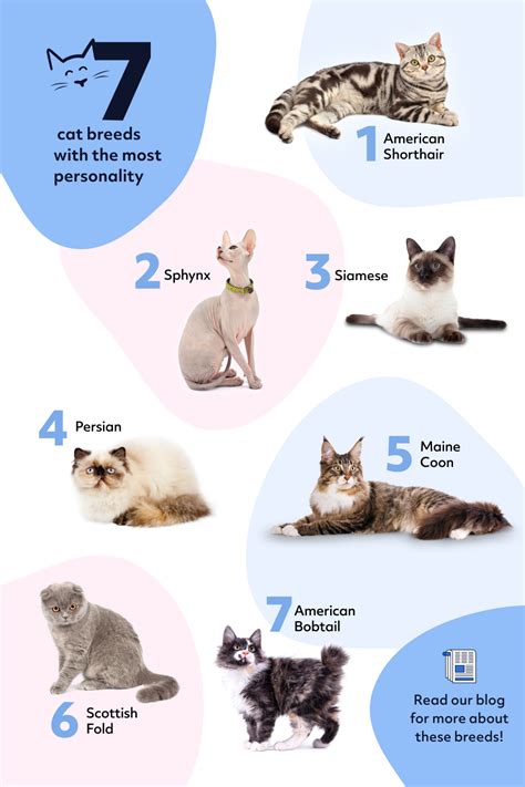 The 7 Best Cat Breeds With The Most Personality In 2021 Cat Breeds
