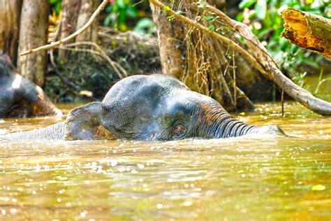Meet Borneos Pygmy Elephants Animalogic