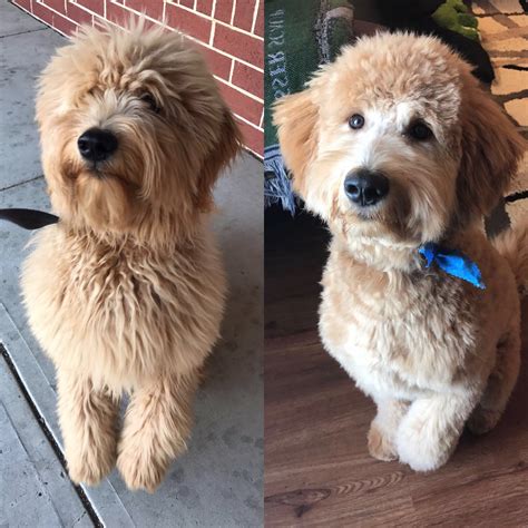 Do Labradoodles Need To Be Trimmed