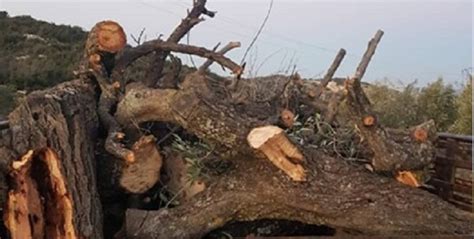 Die kurdische miliz verlegt immer mehr kämpfer in die syrische provinz. ANF | Turkish-backed mercenaries destroy the nature of Afrin