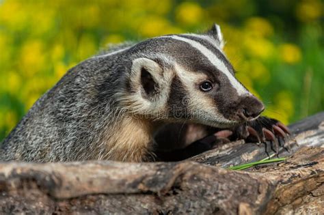 North American Badger Taxidea Taxus Leans Over Log Claws Extended