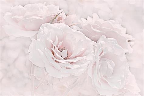 Softness Of Pink Roses Photograph By Jennie Marie Schell Fine Art America