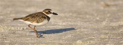 We did not find results for: Saving Gulf Coast Shorebirds, One Beach at a Time