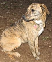 405 likes · 2 talking about this. Hunderassen | Hunde nach dem Kriterium Eignung zur Dressur ...