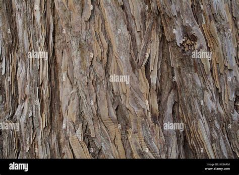 The Texture Of The Bark Of A Young Coastal Redwood Sequoia