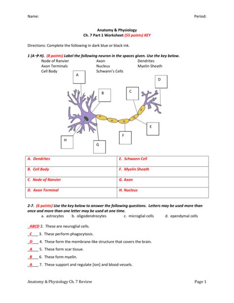 Chapter 7 The Nervous System Worksheet Answers — Db