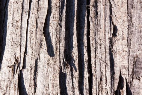Free Images Tree Branch Structure Wood Texture Leaf Trunk Old