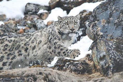 Retaliatory Killings Major Challenge For Snow Leopard Conservation