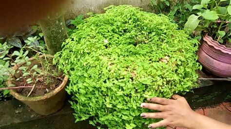 Turtle vine likes it warm the year round, but can also be kept temperate or cool during winter, at 10 to 15 °c (50 to 59 °f). porting mixture preparation.//how we prepare Evergreen ...