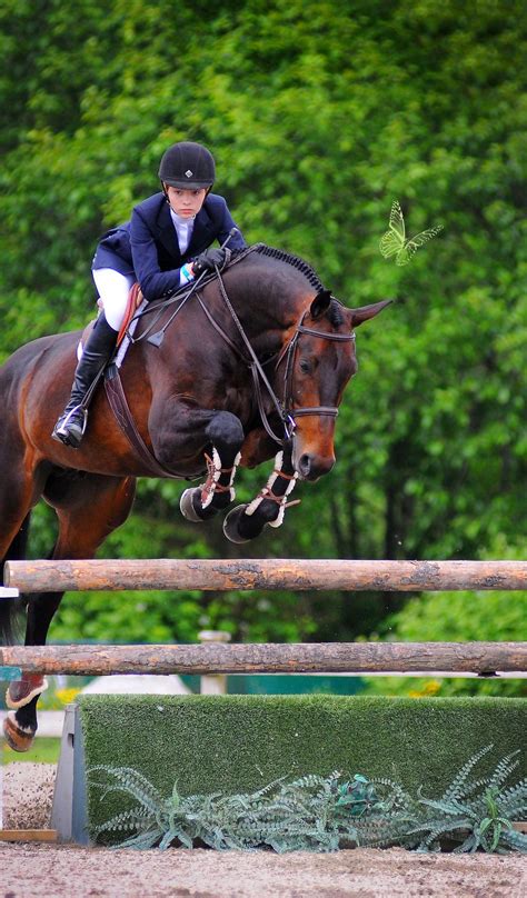 Hunter Jumper Eventing Horse Equine Grand Prix Dressage Equestrian