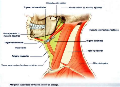 Anatomia Do Pescoço Glândulas
