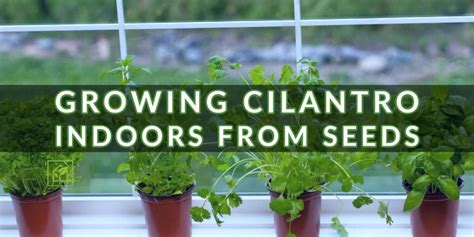 Growing Cilantro Indoors From Seeds Indoor Gardening