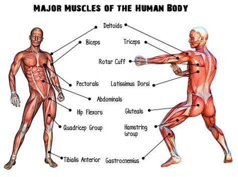 This section explores the different types of muscles in our body and their involvement in sporting activities. Topic on a Page for AQA GCSE PE: Paper 1 | Gcse pe, Gcse ...