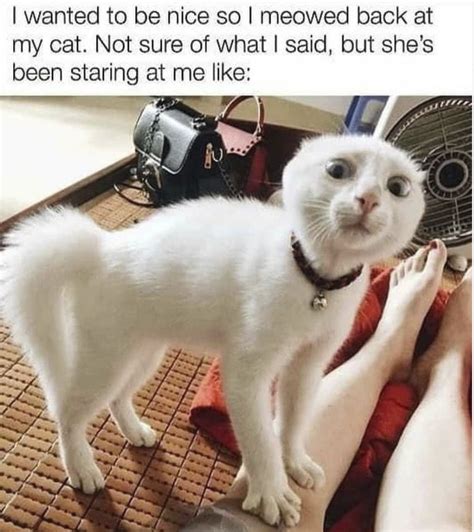 Funny Cat Memes Clean  Funny Cat Snapchats Funny Cat Memes