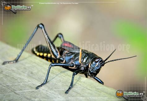 To honor this magnificent beast and state wild flower, here if you see a flower that means the cactus is around 35 years old (the equivalent of saguaro puberty). Horse Lubber Grasshopper