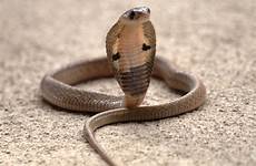 naja cobra cobras indian snakes karnataka juvenile ular gopal venkatesan brillenschlange elapidae naturfakta schlangen catchers kobras venomous snek fam disembah
