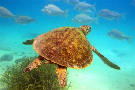 Medications Pesticides Found In Blood Of Sea Turtles On Great Barrier