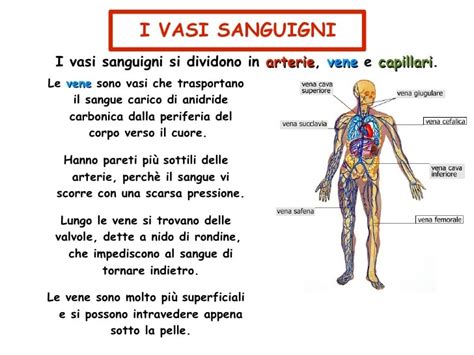 Apparato Circolatorio Diapositive1