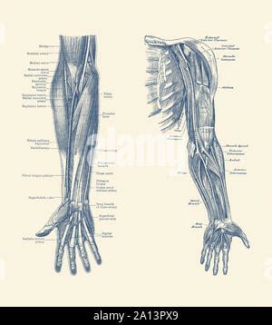 Left Arm Muscle Diagram : Anterior Arm Muscle Diagram - Anterior