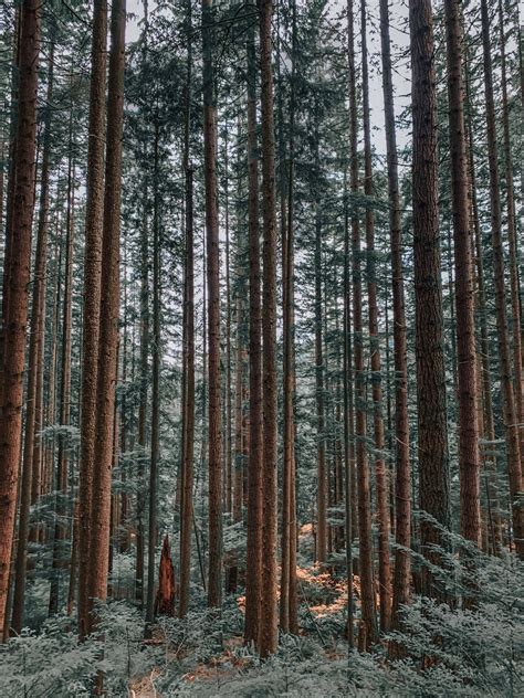 Photo Of Spruce Fir Forest · Free Stock Photo