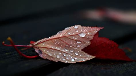 Wallpaper Fall Leaves Depth Of Field Nature Wooden Surface Red