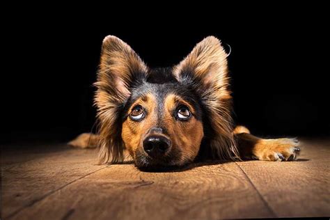 Dogs see colors fairly well but in another range as humans. If Dogs Aren't Colorblind, What Colors Can Dogs See? | Dog ...