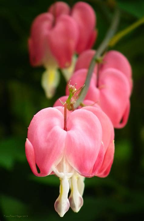 Pink Heart Flowers Free Stock Photo Public Domain Pictures