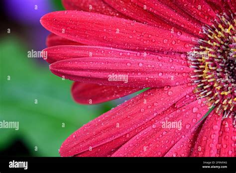 Red Gerbera Flower Blossom With Water Drops Close Up Shot Photo