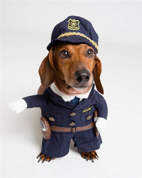 Cat And Small Dog Police Costume Men And Women In Blue Nypd Nopd